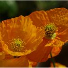 Mohnliebe: Islandmohn orange