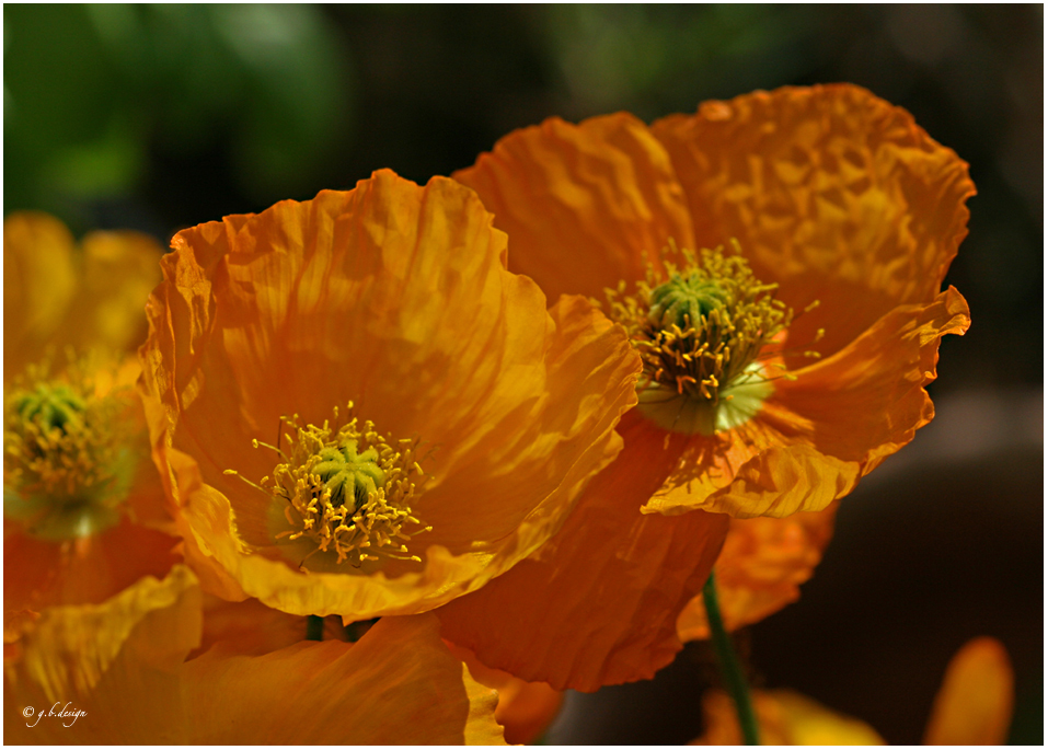 Mohnliebe: Islandmohn orange