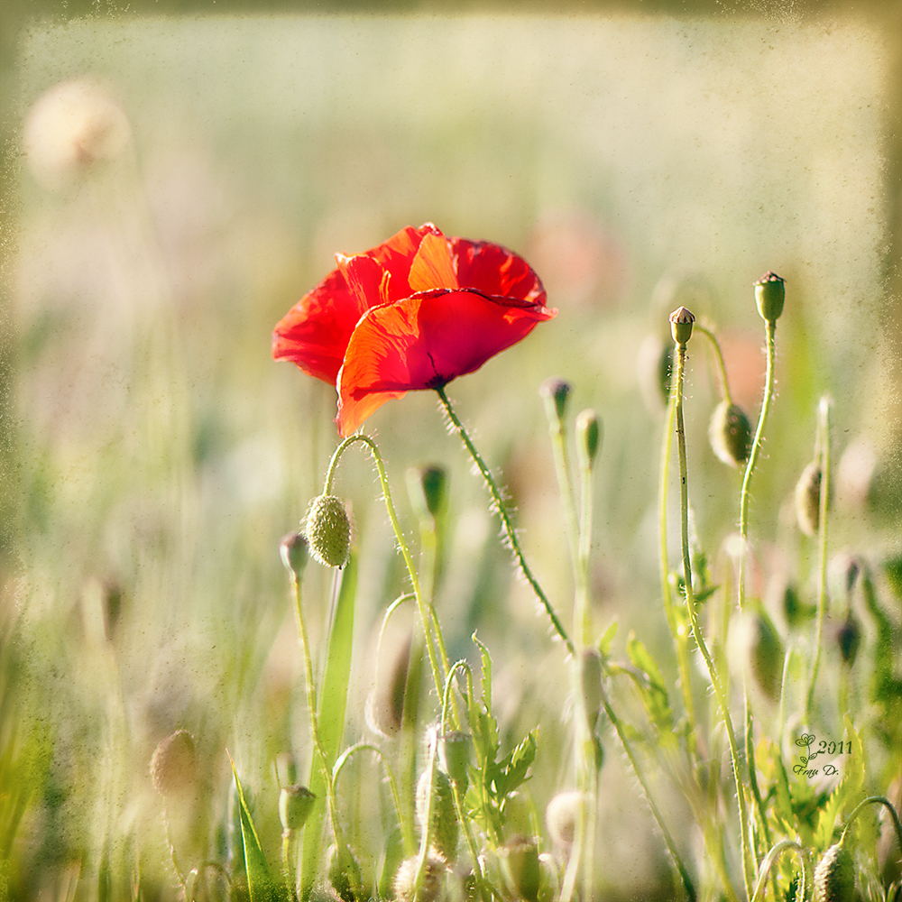 Mohn.Light 2