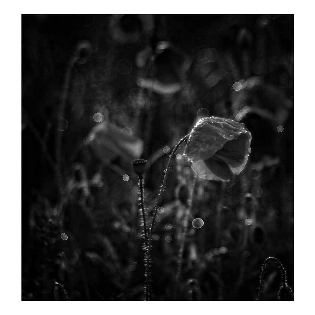 mohn.ligth.shadows