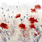 Mohn....mal anders...