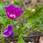 Mohnmalve (Callirhoe involucrata).