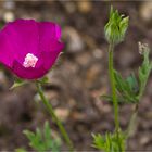 Mohnmalve (Callirhoe involucrata)....