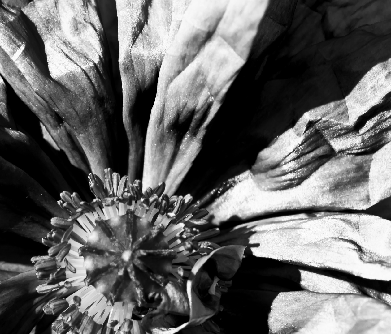 Mohn/Mono