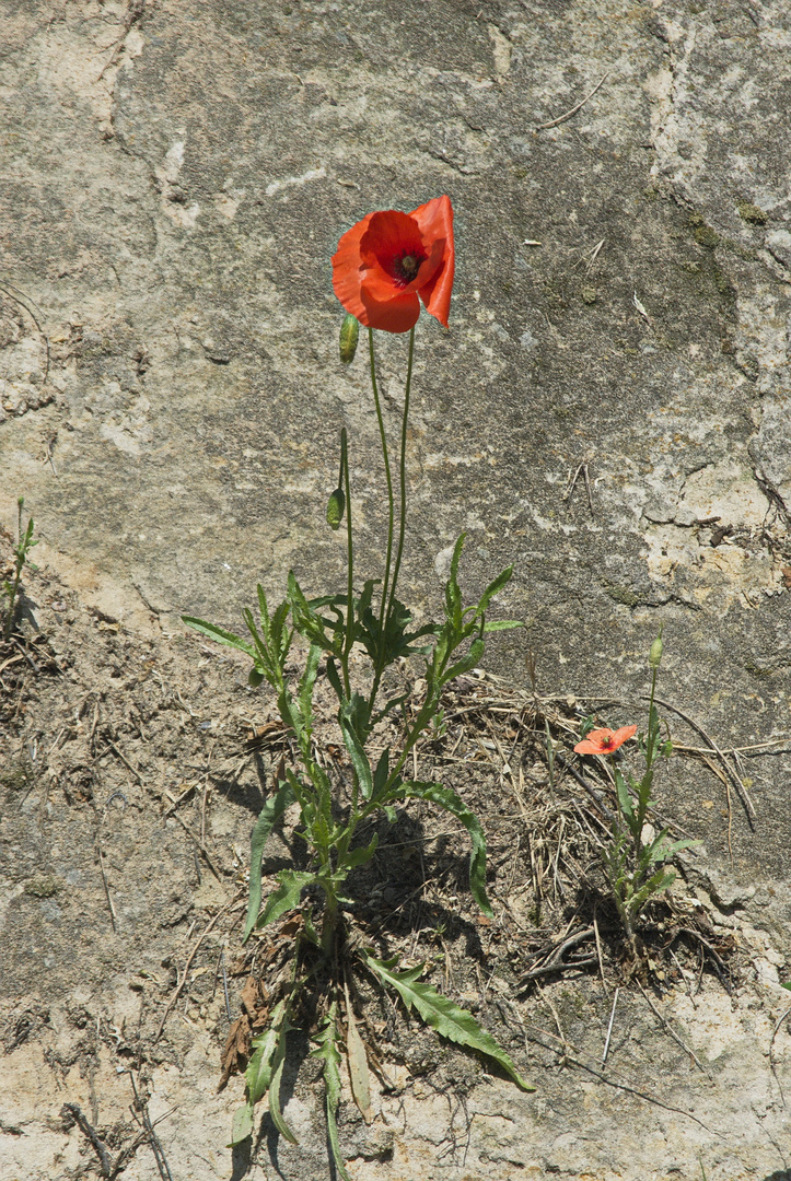 Mohn_NHB7036