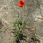 Mohn_NHB7036