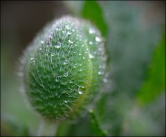 Mohn...noch geschlossen