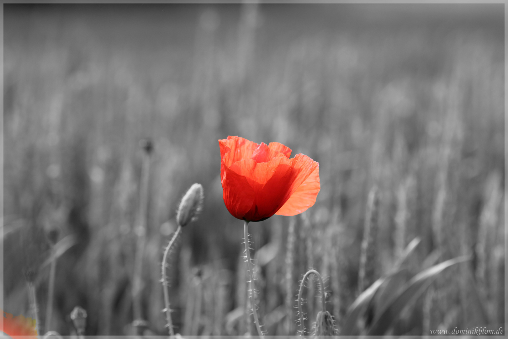 Mohn...ochrom