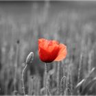 Mohn...ochrom