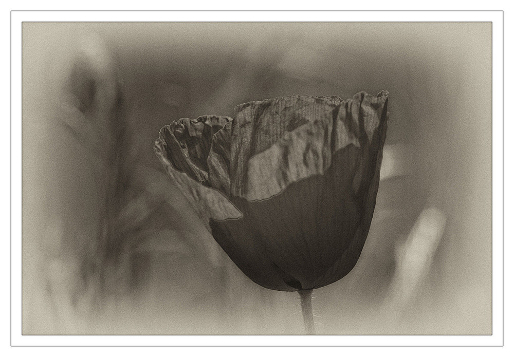 mohn´ochrome