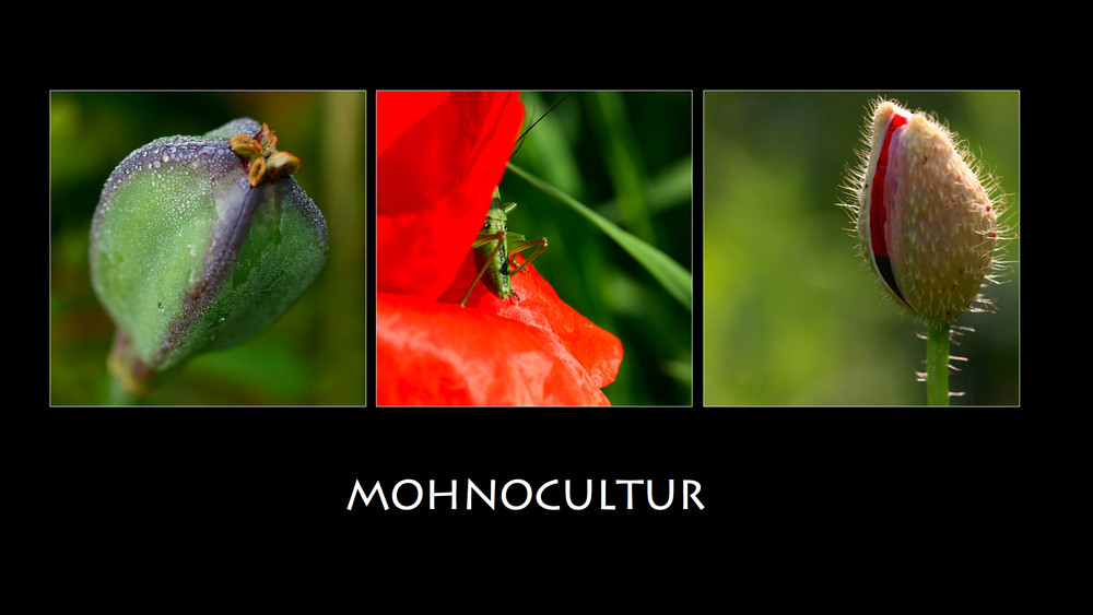 | Mohnocultur |