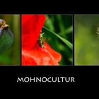 | Mohnocultur |