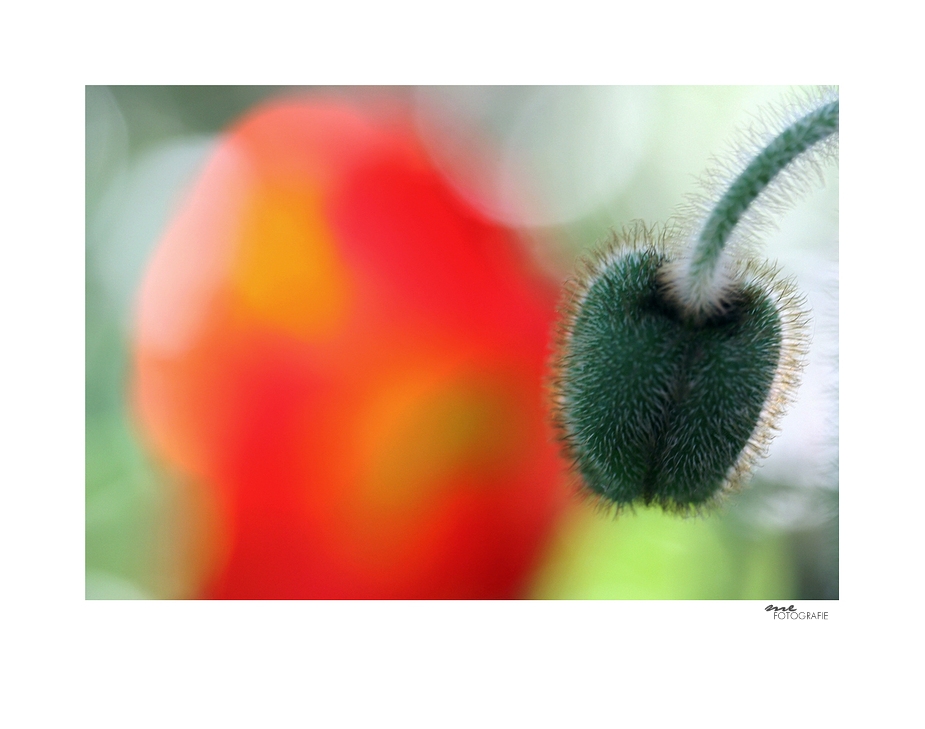 .mohn.phasen.