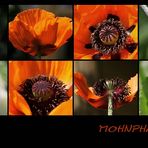 Mohnphasen...