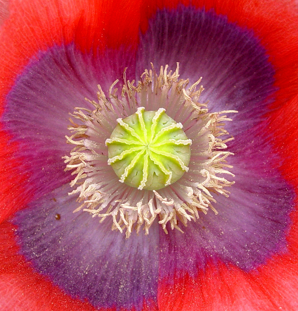 Mohn_Pur