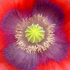 Mohn_Pur