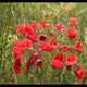 Mohn