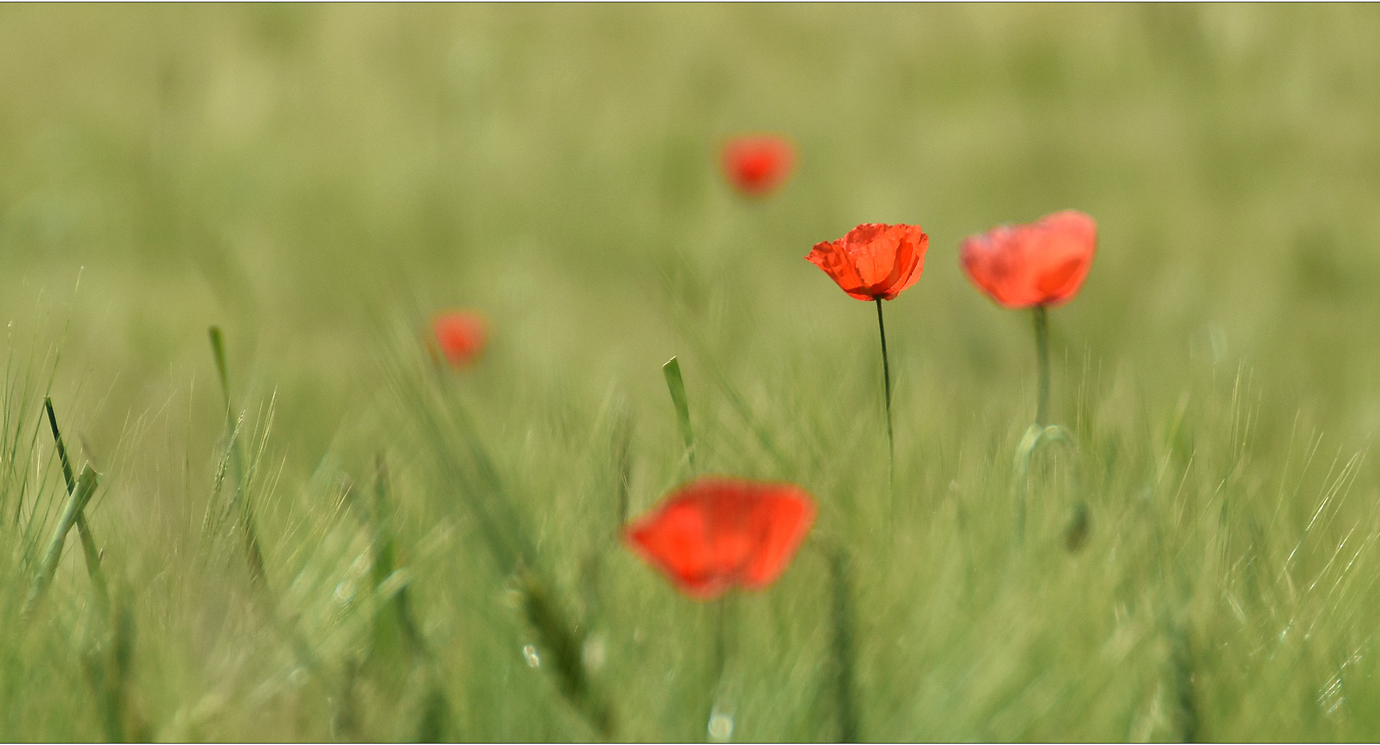 mohn_r