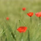 mohn_r