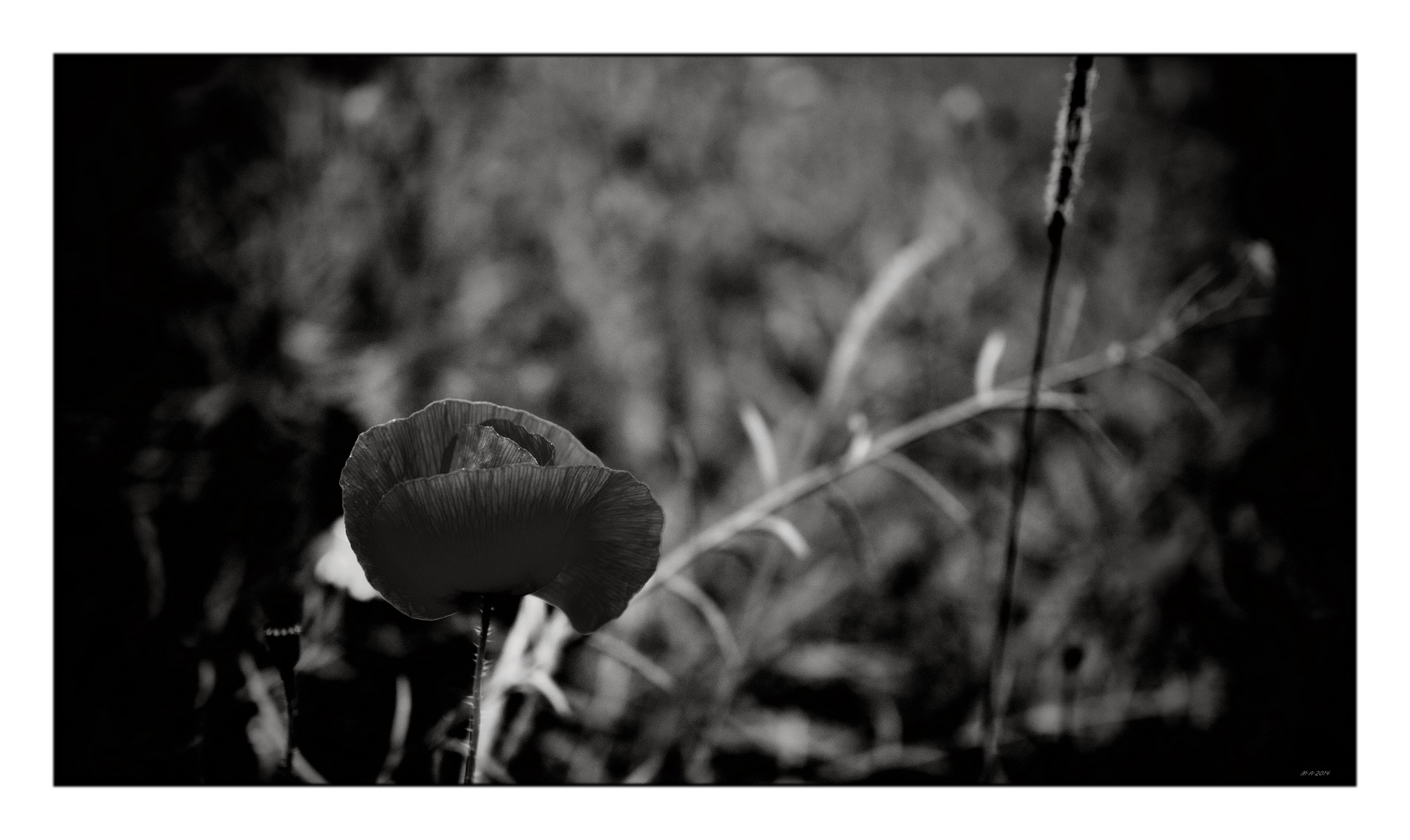 Mohn°rot