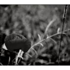 Mohn°rot