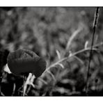 Mohn°rot