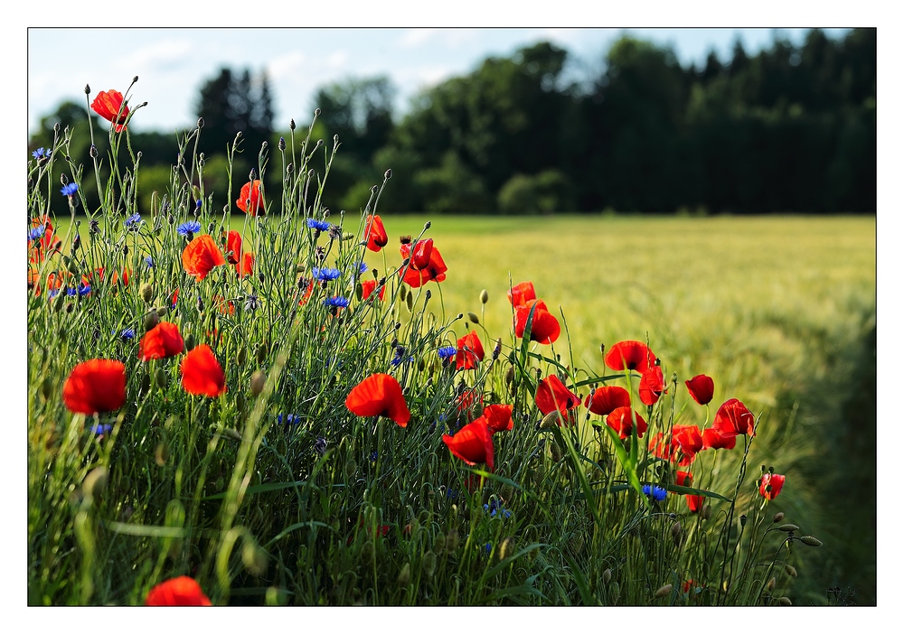 Mohnrot bis Kornblumenblau