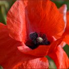 [Mohn]Rot macht....