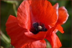 [Mohn]Rot macht....