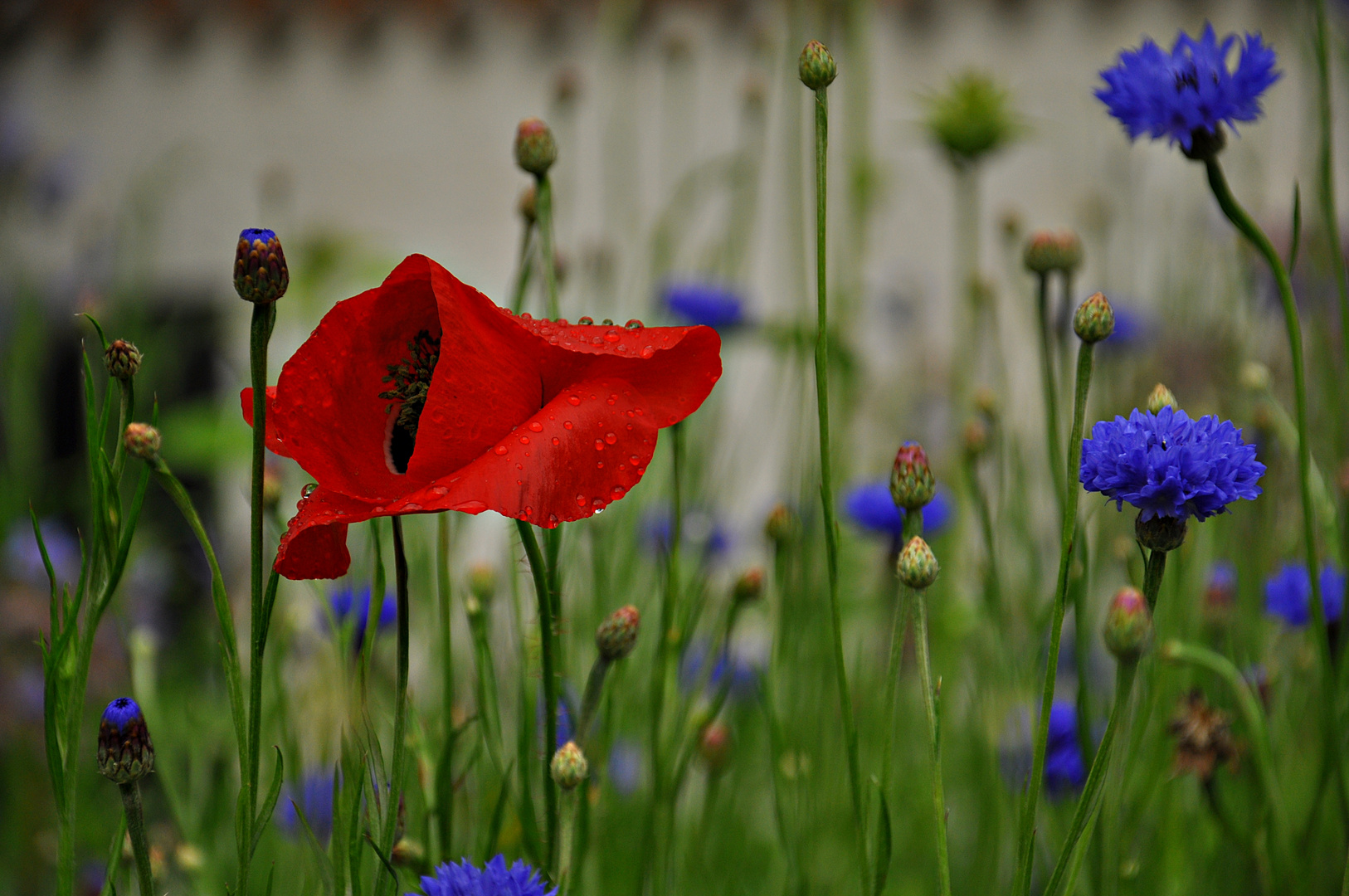 Mohnrot und Kornblumenblau