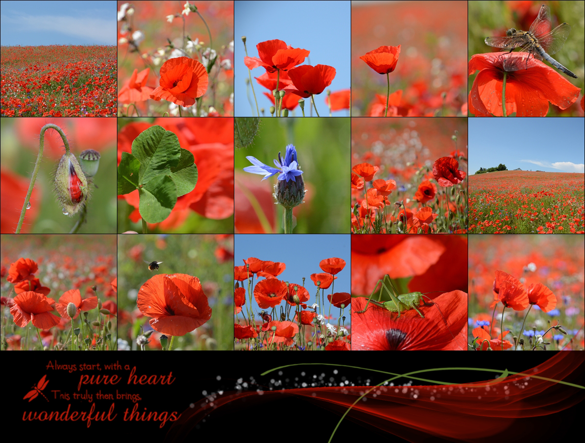 Mohn...schein