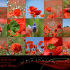 Mohn...schein