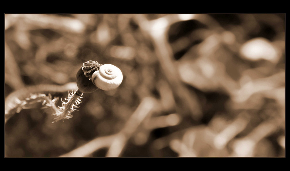 Mohnschnecke