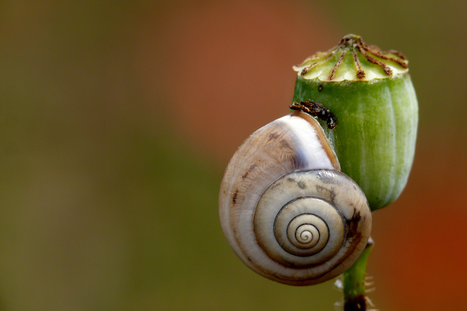 Mohnschnecke?