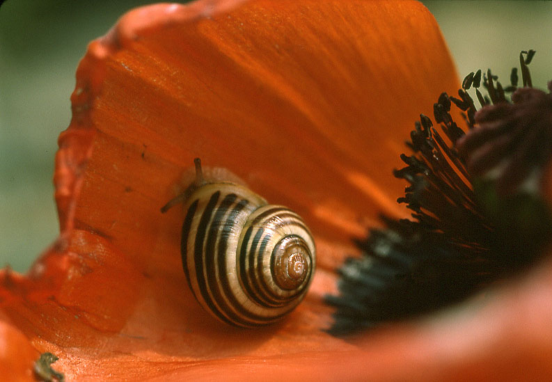 Mohnschnecke von Hermann Kunz