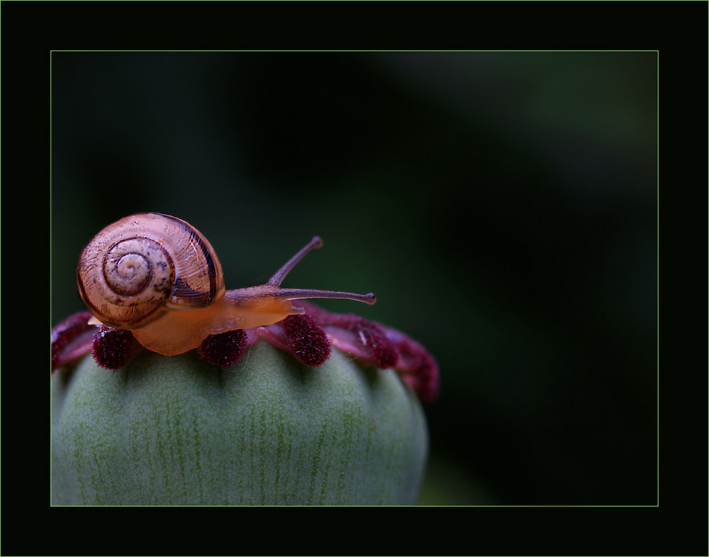 Mohnschnecke