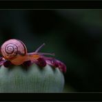 Mohnschnecke