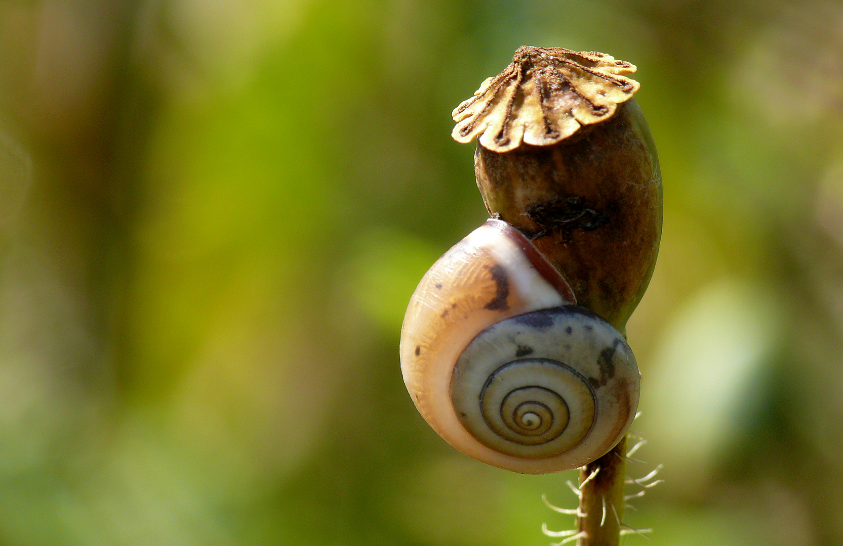 Mohnschnecke