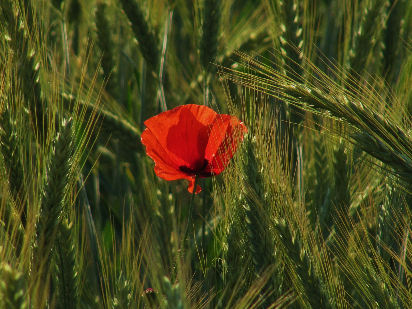 "Mohnshine on a cornfield"...