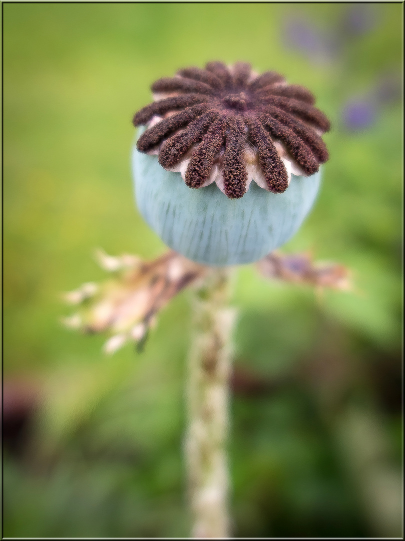 Mohnstängel nach der Blüte 