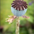 Mohnstängel nach der Blüte 