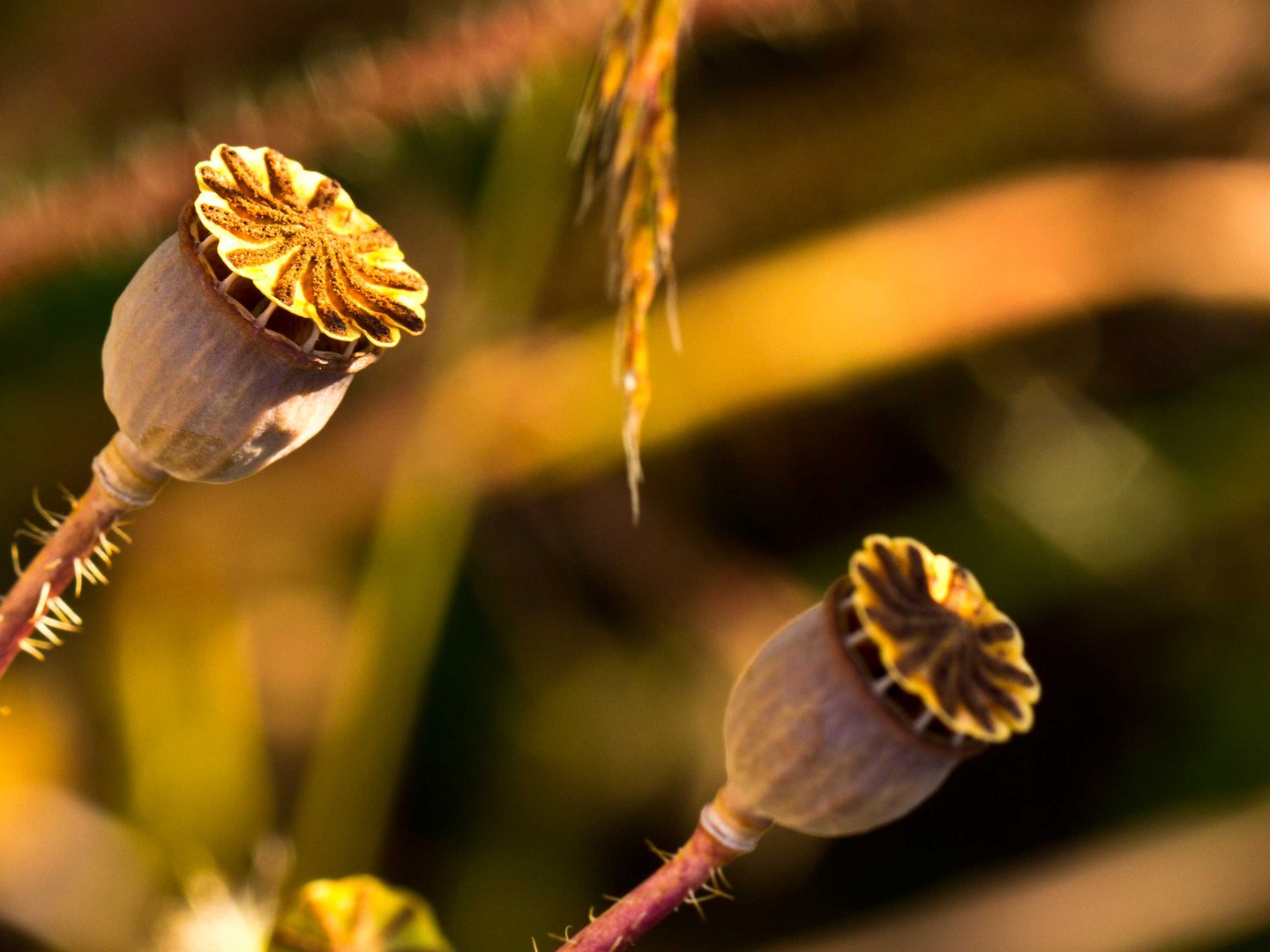 Mohnstempel in der Abendsonne