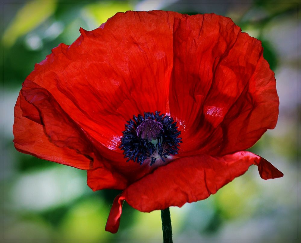 Mohn"Stil"