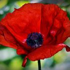 Mohn"Stil"