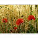 Mohn*Stream [2]