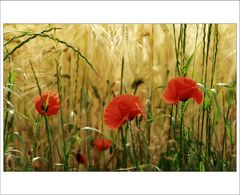 Mohn*Stream [2]