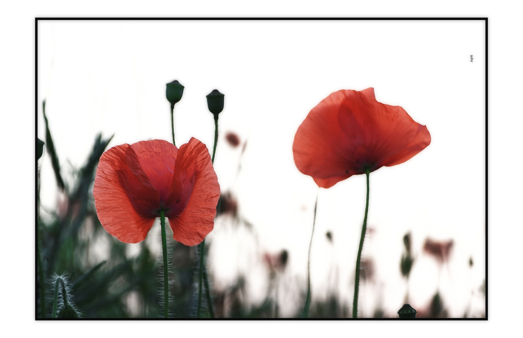 "Mohn(süchtig)"