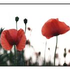 "Mohn(süchtig)"