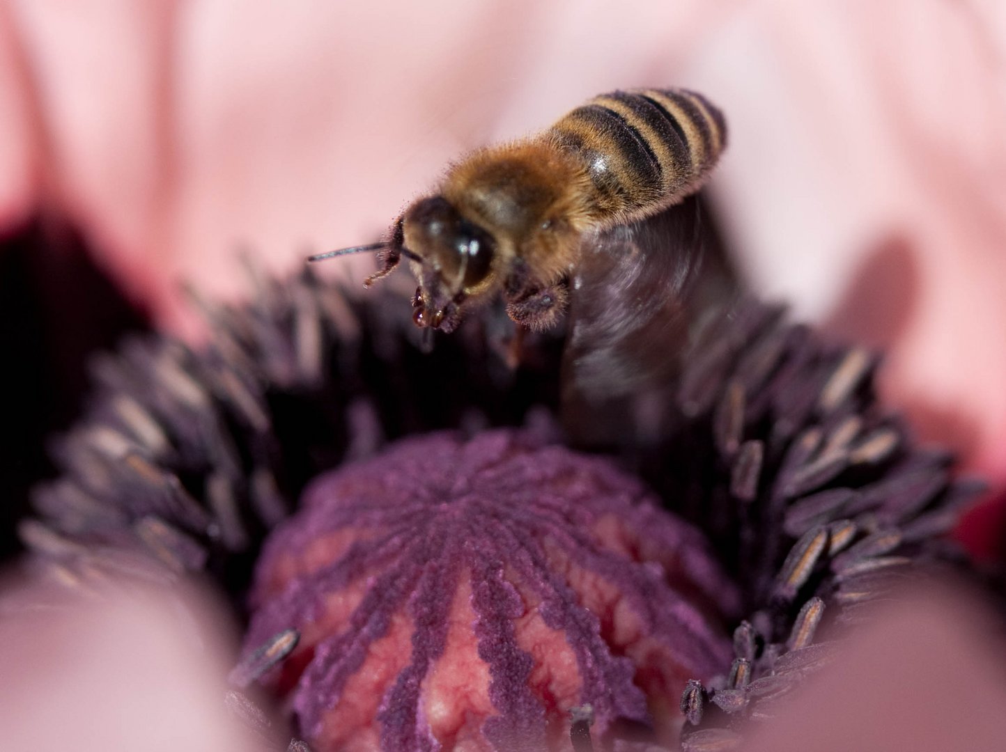 Mohnsüchtige Biene