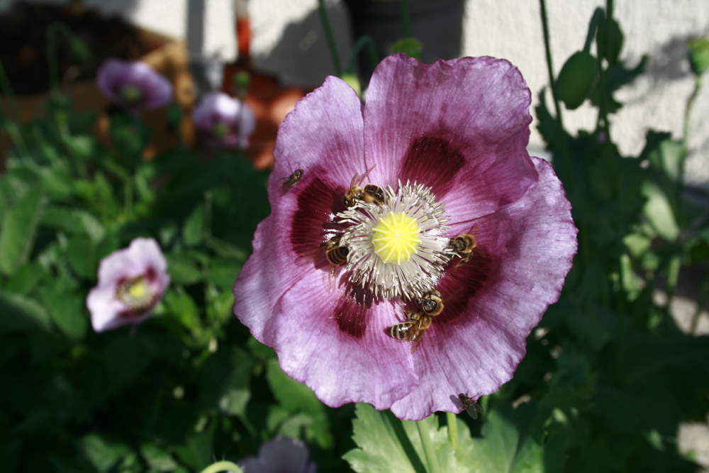 Mohnsüchtige Bienen